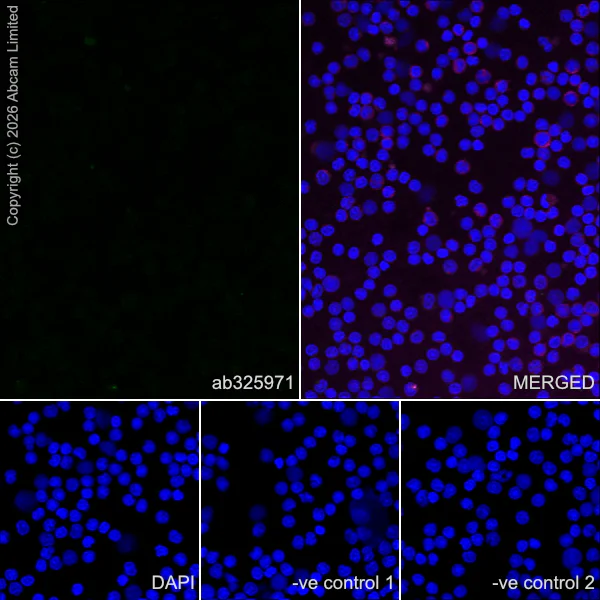 Immunocytochemistry/ Immunofluorescence - Anti-KCNQ2 antibody [EPR29531-83] (AB325971)