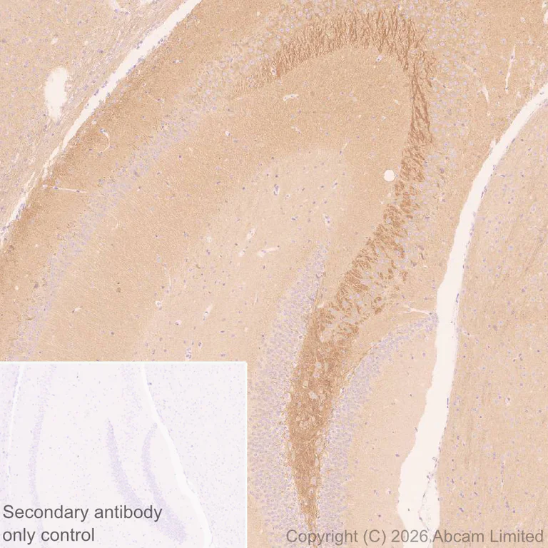 Immunohistochemistry (Formalin/PFA-fixed paraffin-embedded sections) - Anti-KCNQ2 antibody [EPR29531-83] (AB325971)