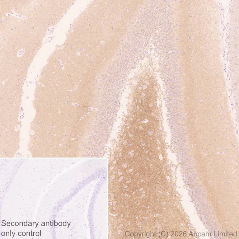 Immunohistochemistry (Formalin/PFA-fixed paraffin-embedded sections) - Anti-KCNQ2 antibody [EPR29531-83] (AB325971)