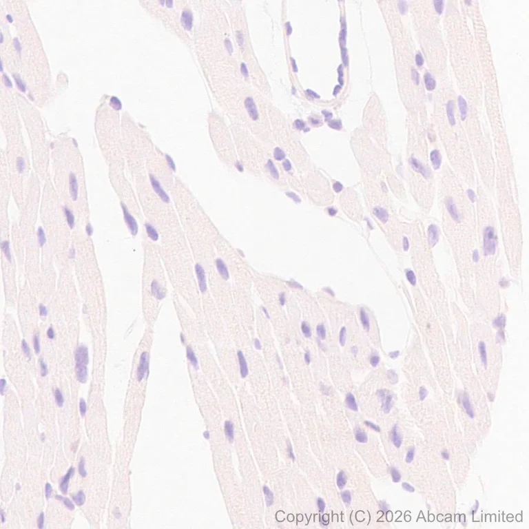 Immunohistochemistry (Formalin/PFA-fixed paraffin-embedded sections) - Anti-KCNQ2 antibody [EPR29531-83] (AB325971)