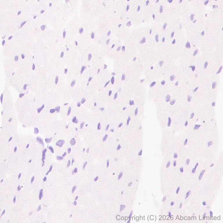 Immunohistochemistry (Formalin/PFA-fixed paraffin-embedded sections) - Anti-KCNQ2 antibody [EPR29531-83] (AB325971)