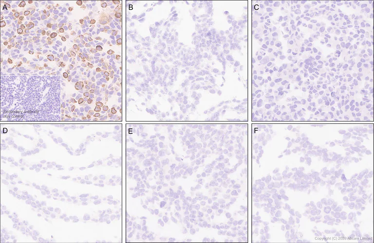 Immunohistochemistry (Formalin/PFA-fixed paraffin-embedded sections) - Anti-KCNQ2 antibody [EPR29531-83] (AB325971)