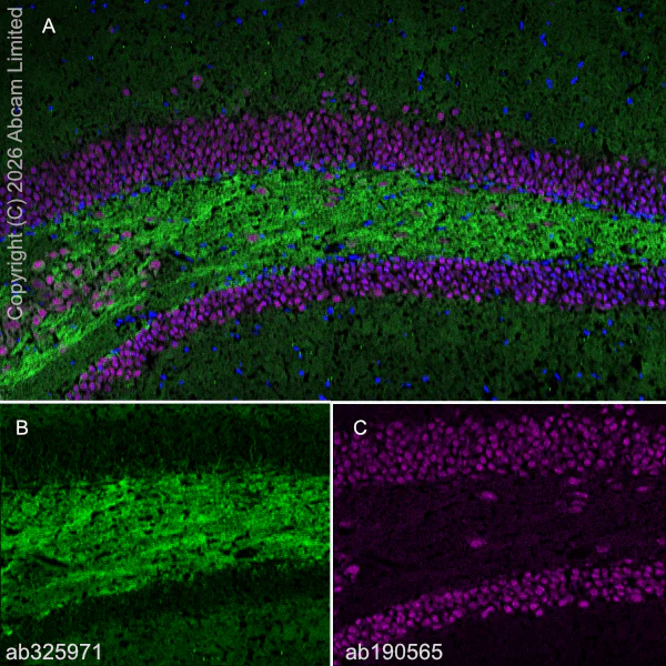 Immunohistochemistry (Frozen sections) - Anti-KCNQ2 antibody [EPR29531-83] (AB325971)