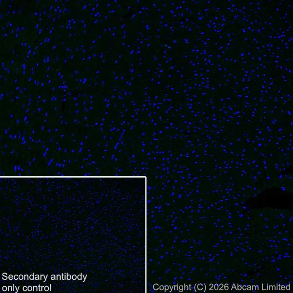 Immunohistochemistry (Frozen sections) - Anti-KCNQ2 antibody [EPR29531-83] (AB325971)