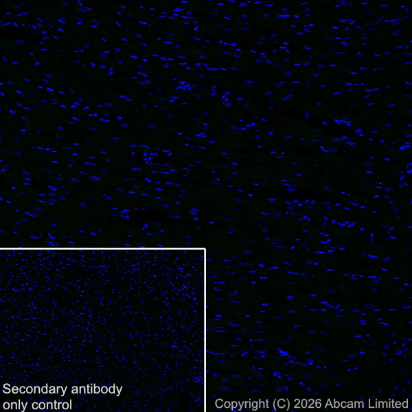 Immunohistochemistry (Frozen sections) - Anti-KCNQ2 antibody [EPR29531-83] (AB325971)