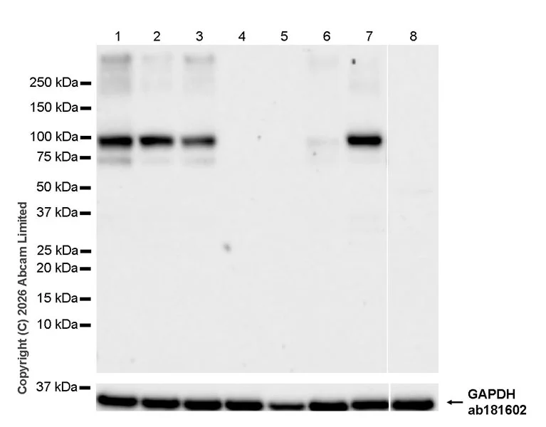 Western blot - Anti-KCNQ2 antibody [EPR29531-83] (AB325971)