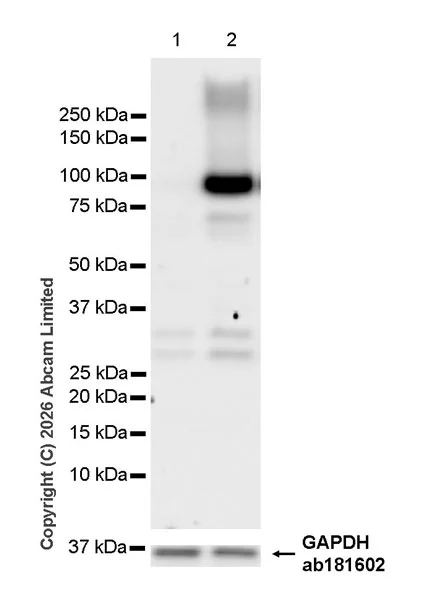Western blot - Anti-KCNQ2 antibody [EPR29531-83] (AB325971)