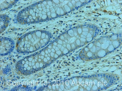 Immunohistochemistry (Formalin/PFA-fixed paraffin-embedded sections) - Anti-KCNQ3 antibody (AB66640)