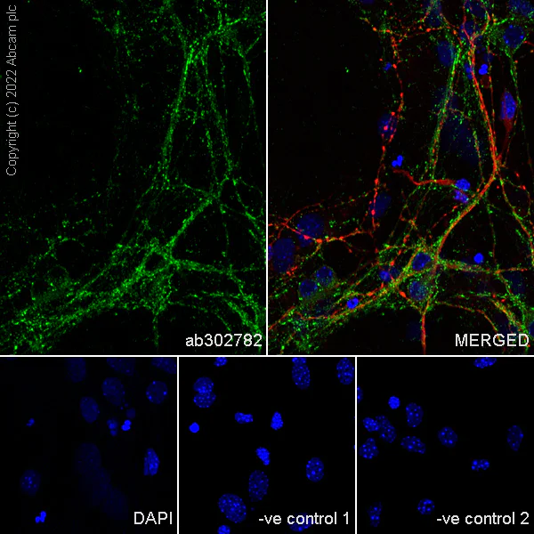 Immunocytochemistry - Anti-KCNQ3 antibody [EPR25237-57] (AB302782)