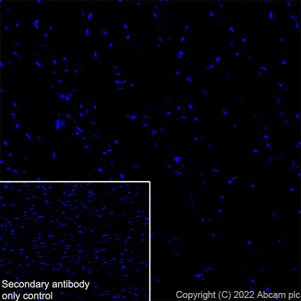 Immunohistochemistry (Frozen sections) - Anti-KCNQ3 antibody [EPR25237-57] (AB302782)