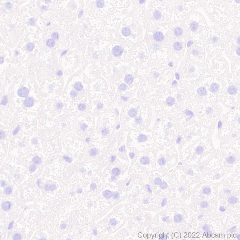 Immunohistochemistry - Anti-KCNQ3 antibody [EPR25237-57] (AB302782)