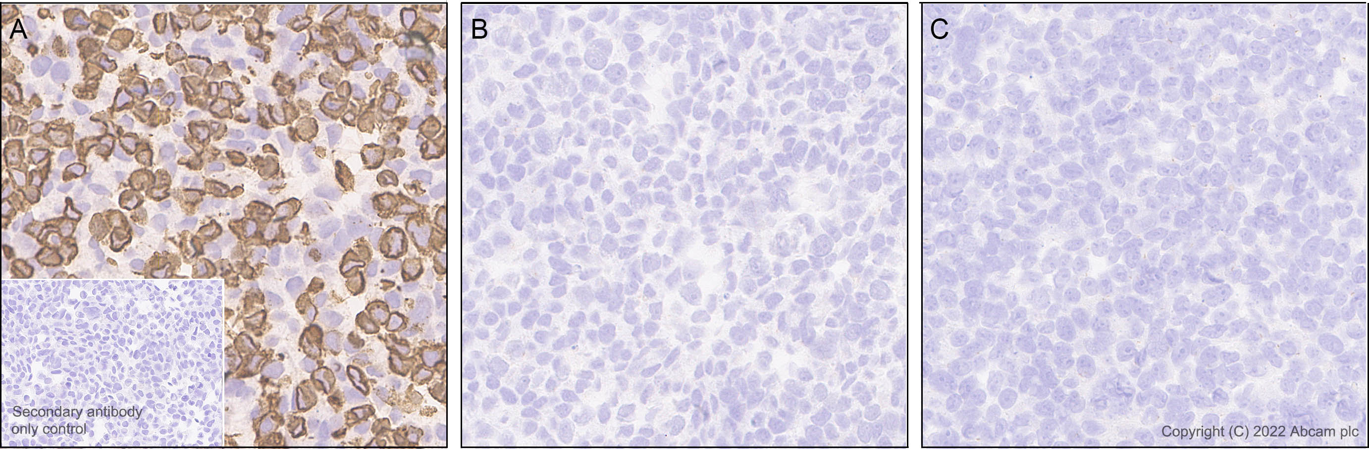 Immunohistochemistry - Anti-KCNQ3 antibody [EPR25237-57] (AB302782)
