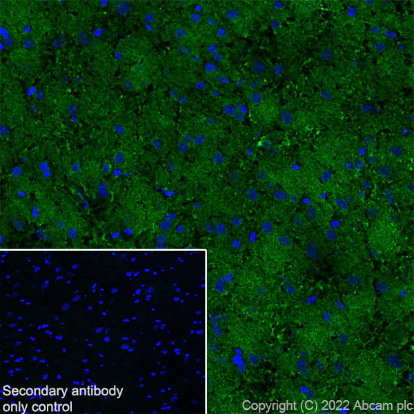 Immunohistochemistry (Frozen sections) - Anti-KCNQ3 antibody [EPR25237-57] (BSA and Azide free) (AB302783)