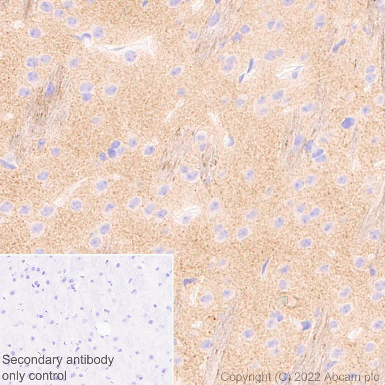 Immunohistochemistry - Anti-KCNQ3 antibody [EPR25237-57] (BSA and Azide free) (AB302783)