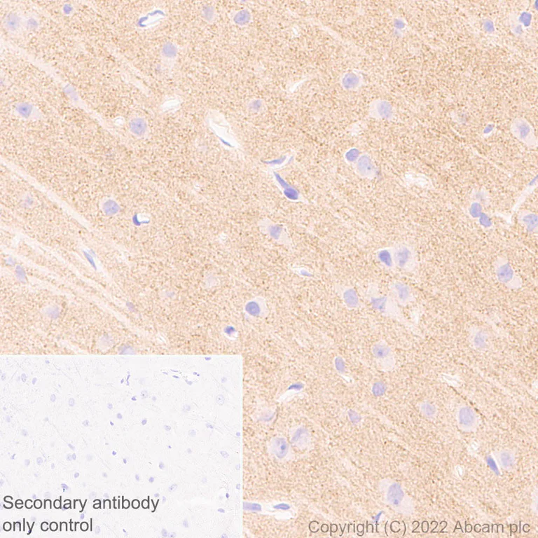 Immunohistochemistry - Anti-KCNQ3 antibody [EPR25237-57] (BSA and Azide free) (AB302783)