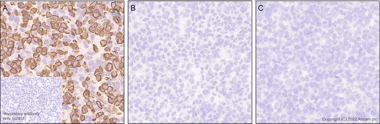 Immunohistochemistry - Anti-KCNQ3 antibody [EPR25237-57] (BSA and Azide free) (AB302783)
