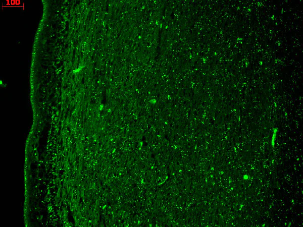 Immunohistochemistry (Formalin/PFA-fixed paraffin-embedded sections) - Anti-KCNQ4 antibody [N43/6] (AB84820)