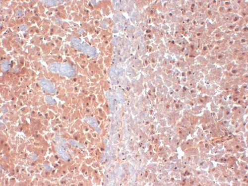Immunohistochemistry (Frozen sections) - Anti-KCNQ4 antibody [N43/6] (AB84820)