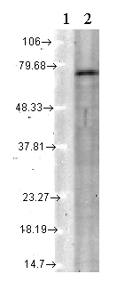 Western blot - Anti-KCNQ4 antibody [N43/6] (AB84820)