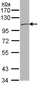 Western blot - Anti-KCNQ5 antibody (AB96707)