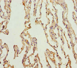 Immunohistochemistry (Formalin/PFA-fixed paraffin-embedded sections) - Anti-KCNS3 antibody (AB230343)