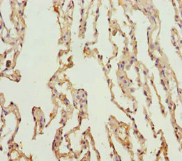 Immunohistochemistry (Formalin/PFA-fixed paraffin-embedded sections) - Anti-KCNS3 antibody (AB230343)