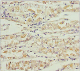 Immunohistochemistry (Formalin/PFA-fixed paraffin-embedded sections) - Anti-KCNS3 antibody (AB230343)