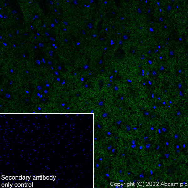 Immunohistochemistry (Frozen sections) - Anti-KCNT1/SLACK antibody [EPR24145-225] (AB305039)