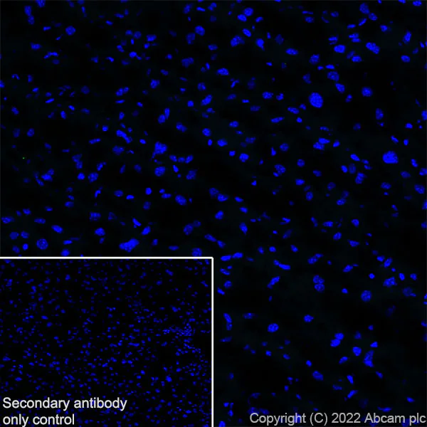 Immunohistochemistry (Frozen sections) - Anti-KCNT1/SLACK antibody [EPR24145-225] (AB305039)