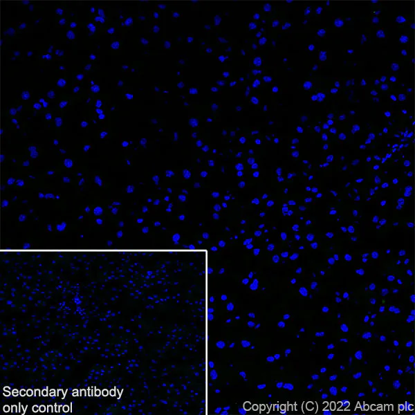 Immunohistochemistry (Frozen sections) - Anti-KCNT1/SLACK antibody [EPR24145-225] (AB305039)