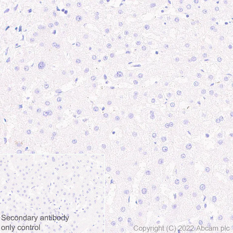 Immunohistochemistry (Formalin/PFA-fixed paraffin-embedded sections) - Anti-KCNT1/SLACK antibody [EPR24145-225] - BSA and Azide free (AB305040)