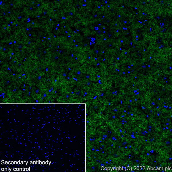Immunohistochemistry (Frozen sections) - Anti-KCNT1/SLACK antibody [EPR24145-225] - BSA and Azide free (AB305040)