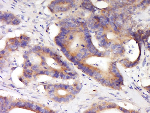 Immunohistochemistry (Formalin/PFA-fixed paraffin-embedded sections) - Anti-KCNV2 antibody (AB214587), expandable thumbnail