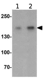 Western blot - Anti-KCP antibody (AB139956)