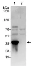Immunoprecipitation - Anti-KCTD12 antibody (AB124260)