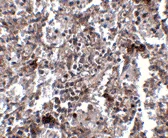Immunohistochemistry (Formalin/PFA-fixed paraffin-embedded sections) - Anti-KCTD15 antibody (AB106373)