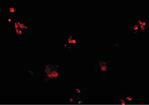 Immunohistochemistry (Formalin/PFA-fixed paraffin-embedded sections) - Anti-KCTD15 antibody (AB106373)