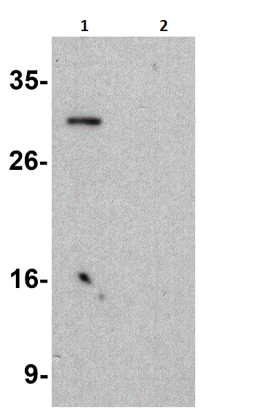 Western blot - Anti-KCTD15 antibody (AB106373)