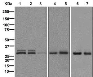 Western blot - Anti-KCTD15 antibody [EPR11634] - BSA and Azide free (AB249867)