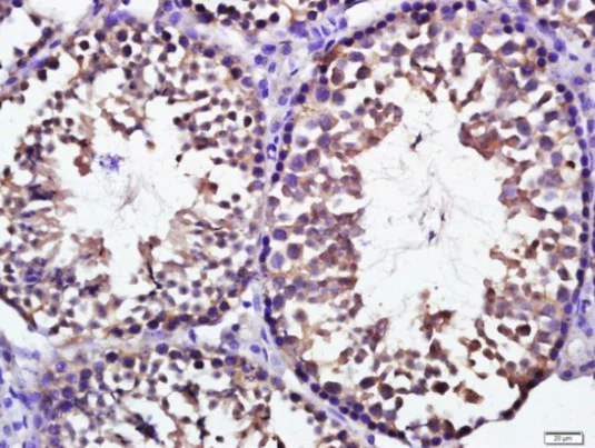 Immunohistochemistry (Formalin/PFA-fixed paraffin-embedded sections) - Anti-KCTD19 antibody (AB215433)