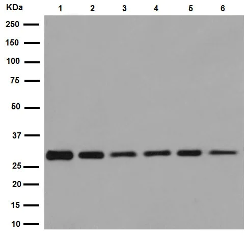 Western blot - Anti-KCTD21 antibody [EPR12873(2)] (AB192259)
