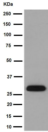 Western blot - Anti-KCTD21 antibody [EPR12873(2)] (AB192259)