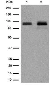 Western blot - Anti-KCTD3 antibody [EPR14398] - C-terminal (AB184561)