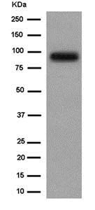 Western blot - Anti-KCTD3 antibody [EPR14398] - C-terminal (AB184561)
