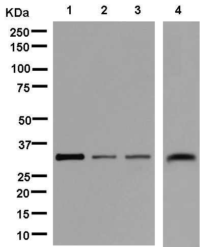 Western blot - Anti-KCTD4 antibody [EPR11849(B)] (AB181222)
