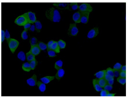Anti-KCTD9 antibody [EPR13909]
