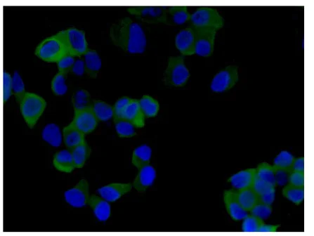 Immunocytochemistry/ Immunofluorescence - Anti-KCTD9 antibody [EPR13909] (AB180937)