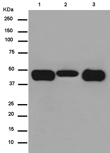Western blot - Anti-KCTD9 antibody [EPR13909] (AB180937)