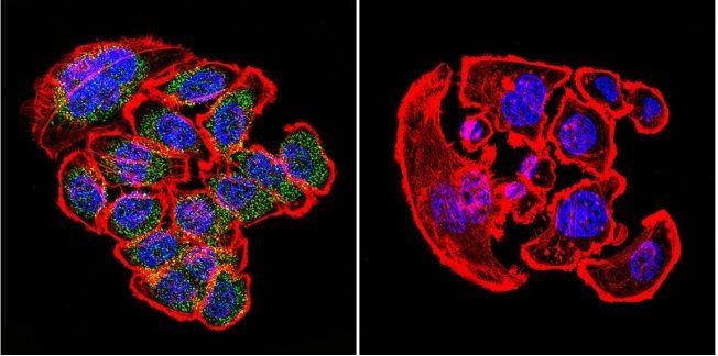 Immunocytochemistry/ Immunofluorescence - Anti-KDEL antibody (AB2898), expandable thumbnail