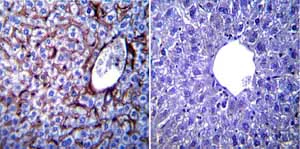 Immunohistochemistry (Formalin/PFA-fixed paraffin-embedded sections) - Anti-KDEL antibody (AB2898)
